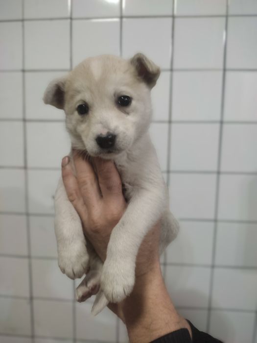 Отдам в добрые руки щенков