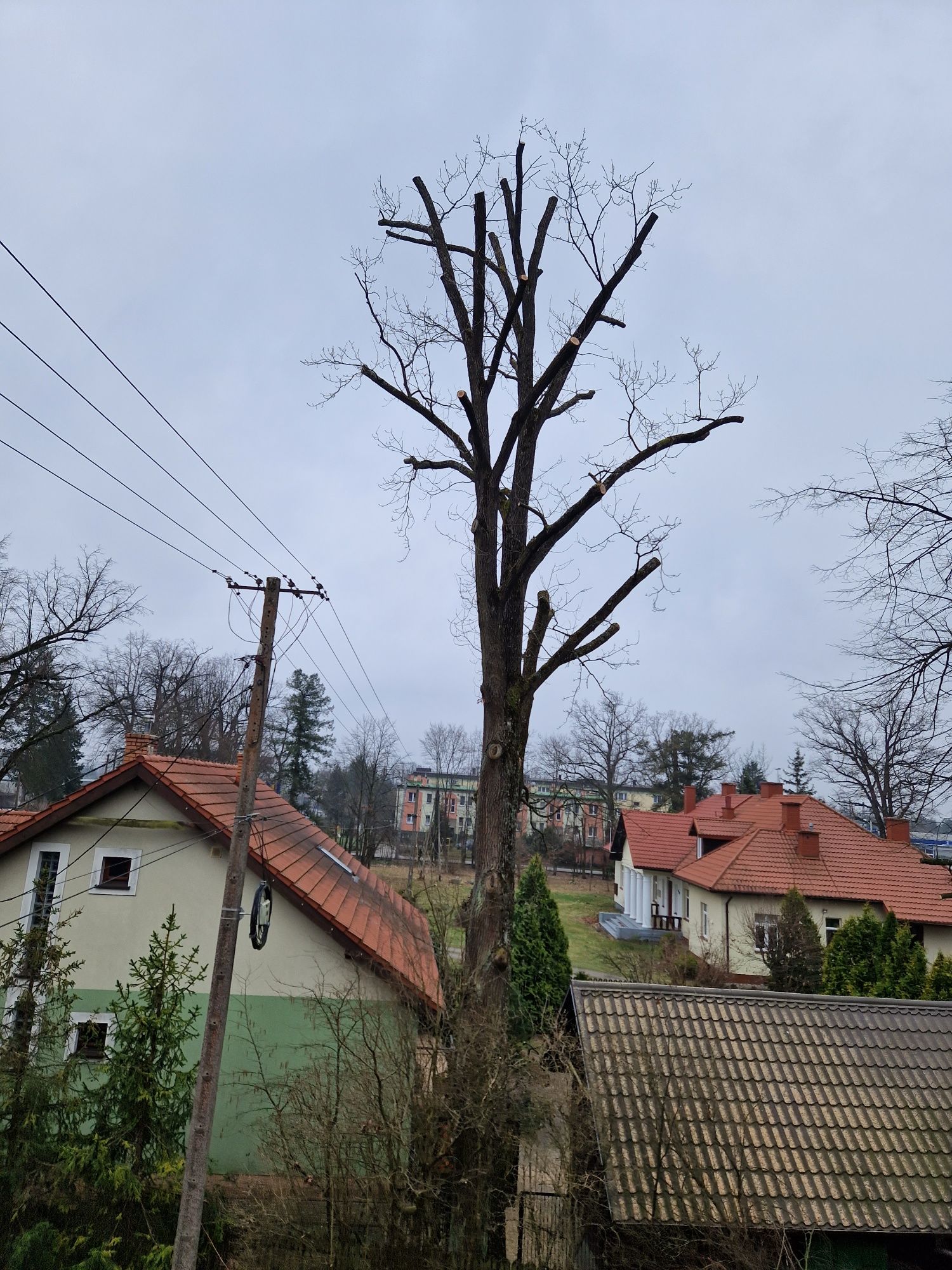 Frezowanie pni, wycinka drzew, karczowanie, mulczowanie, usuwanie pni