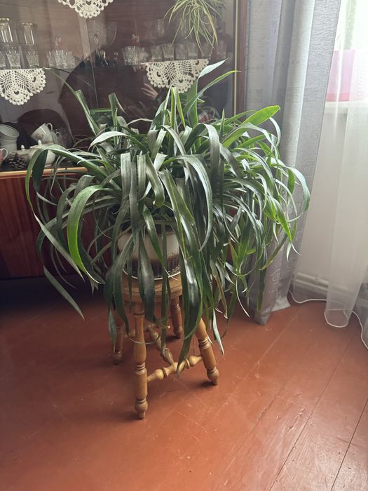 Більбергія