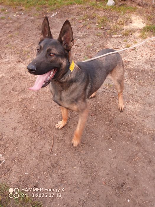 owczarek belgijski pies 10 miesięcy rodowód po szkoleniu