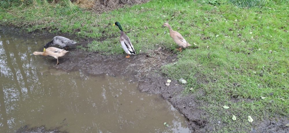 Biegusy indyjskie kaczki biegusy pary