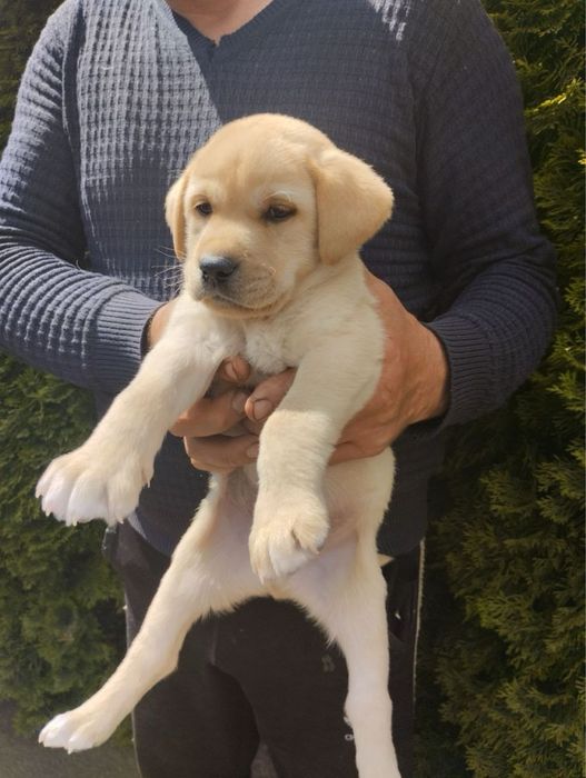 Продам чудових Лабрадорчиків