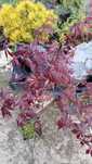 Клен пальматум Atropurpureum