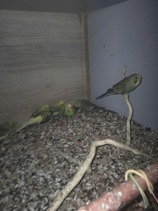 Sprzedam papugi faliste