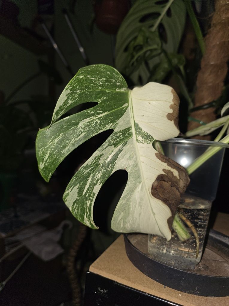 Monstera variegata