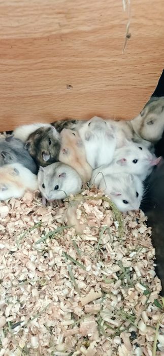 карликові хомячки