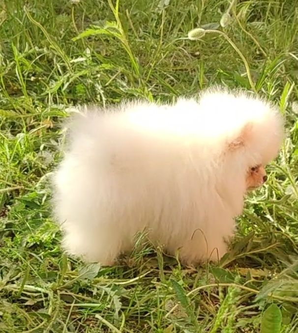 Білий промінчик щастя. Міні дівчинка шпіца