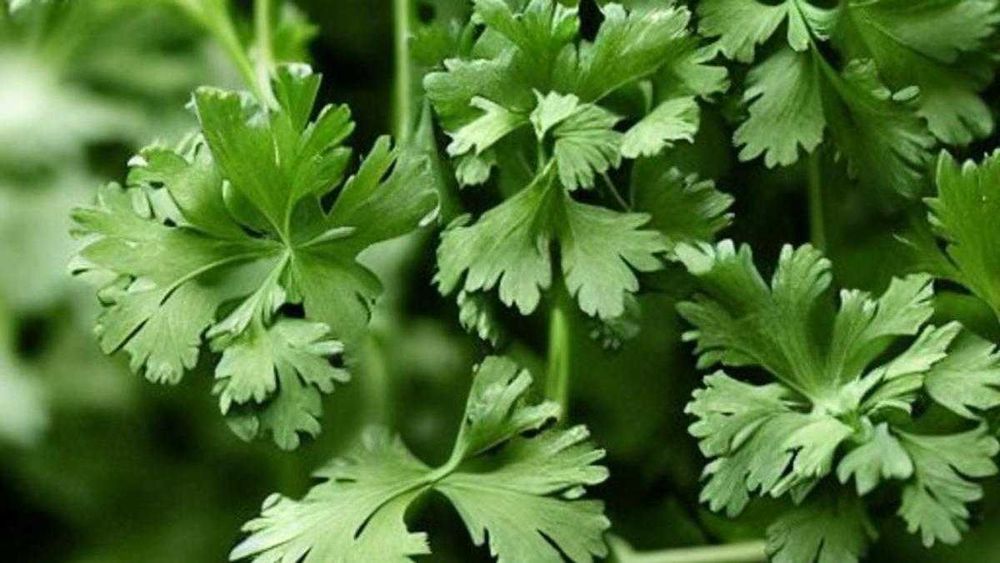 Петрушка насіння