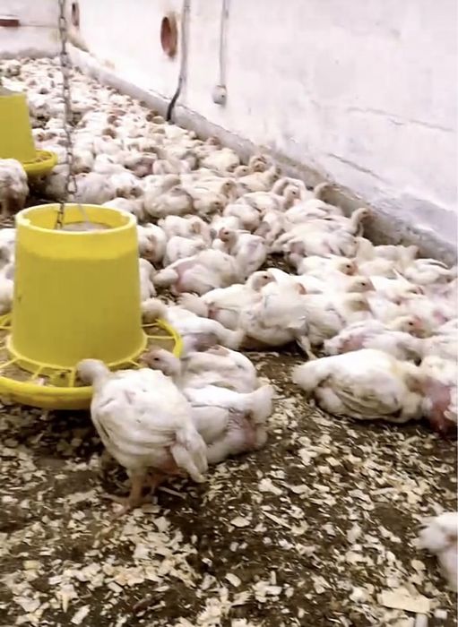 Продажа бройлера