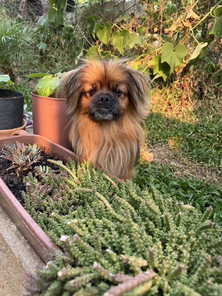Lulu - Pequines, 2 anos