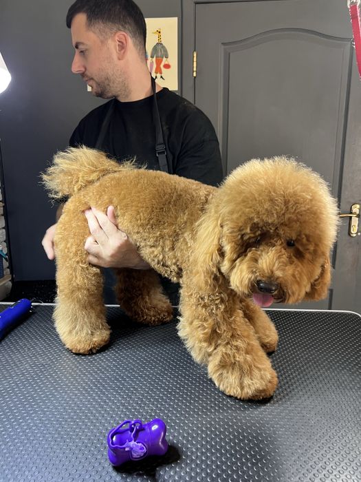 Грумінг для пуделів