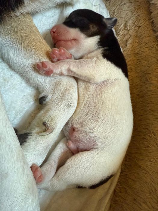 Cztery szczeniaczki do adopcji