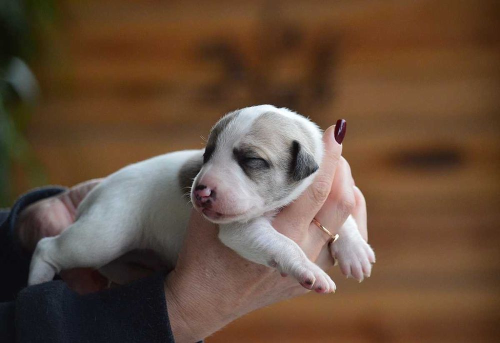 whippet piesek parti-color, rodowód ZKwP