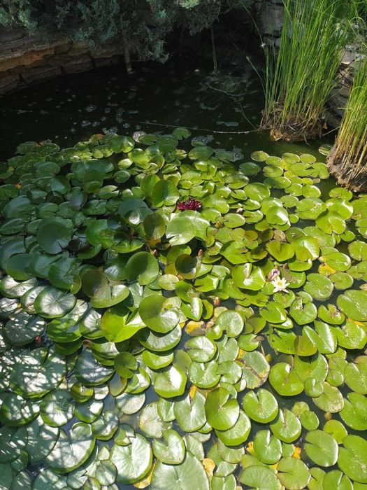 Водяная лилия, кувшинка, нимфея