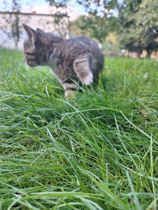 Oddam koty w dobre ręce
