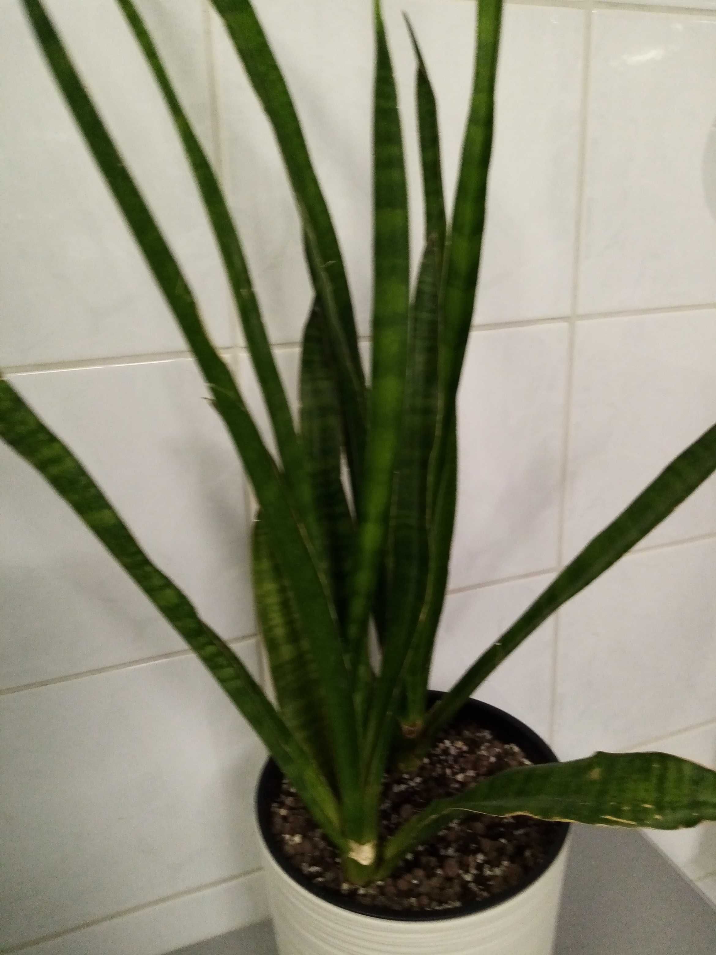 Sansevieria Javanica - 2 duże rozety. Wys. 60 i 50 cm - od podłoża