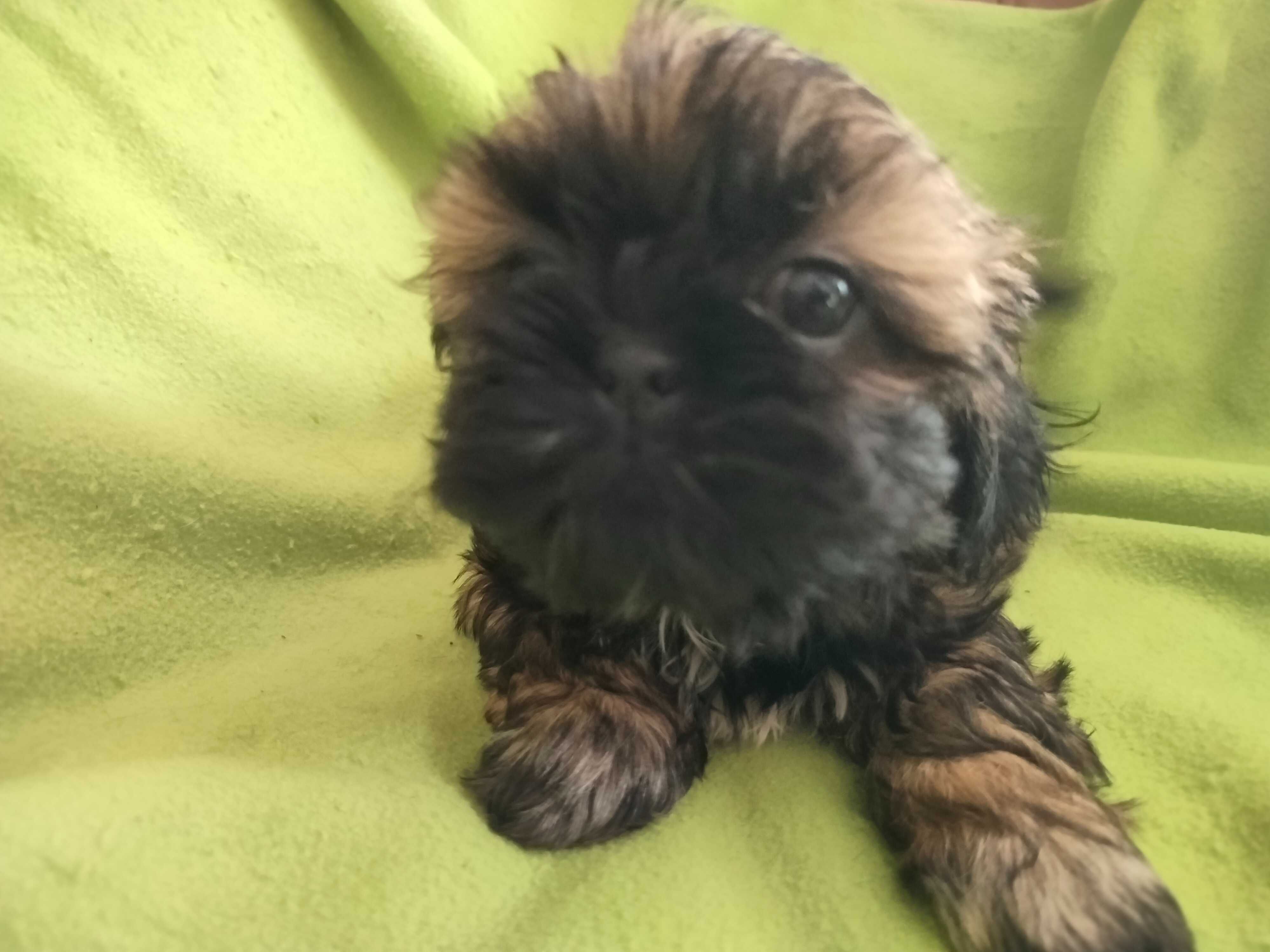 Śliczna suczka Shih Tzu