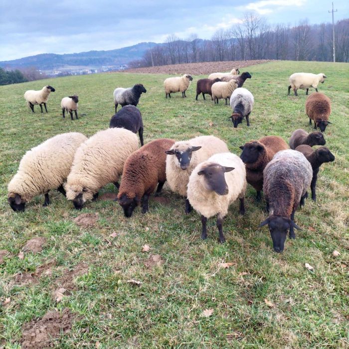 Barany, owce czarnogłowe