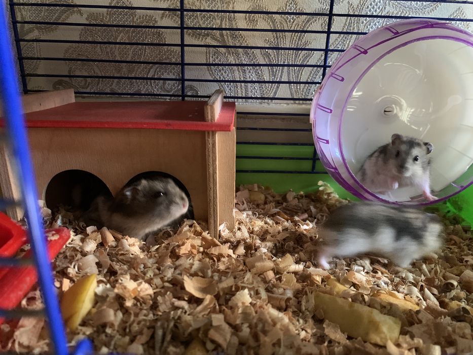 Джунгарик Хомʼяк Джунгарський Хомяки є в кількості