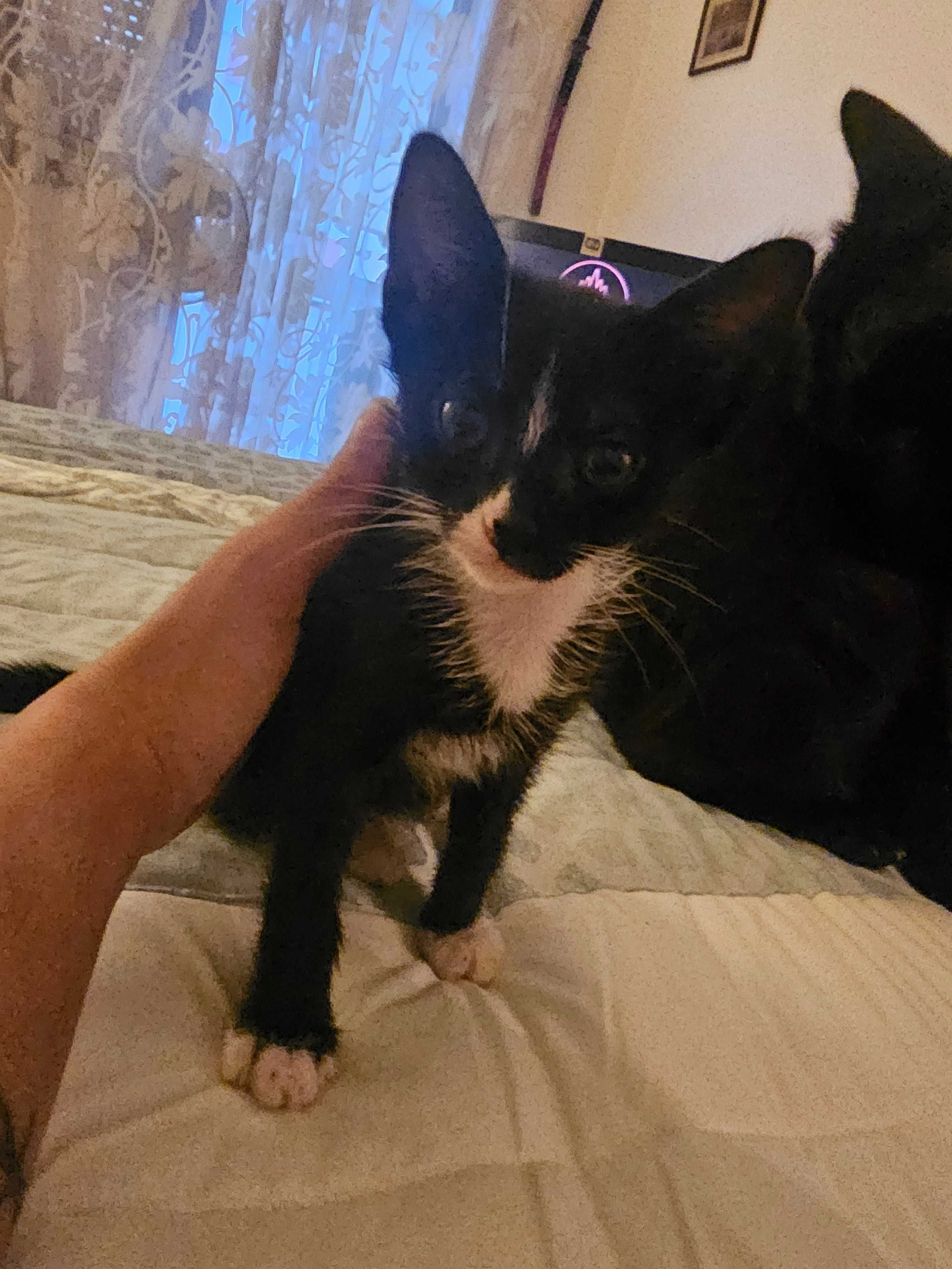 2 gatinhos bebes adoção urgente