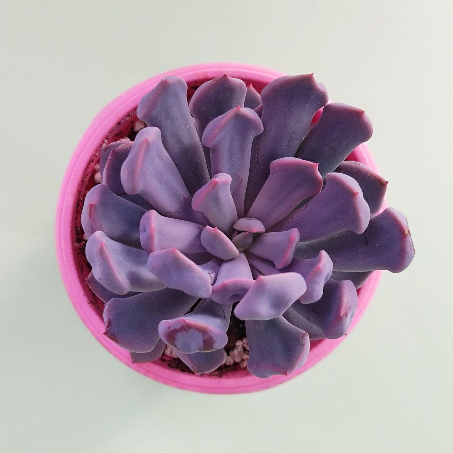 Суккулент Эхеверия Купид / Ехеверія Купід / Echeveria Cupid