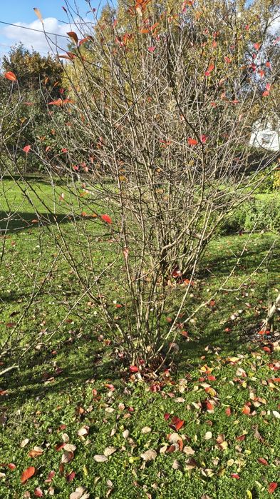 Sadzonki, krzewy aronia