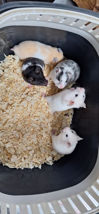 Chomiki syryjskie samce młode chomiki syryjski