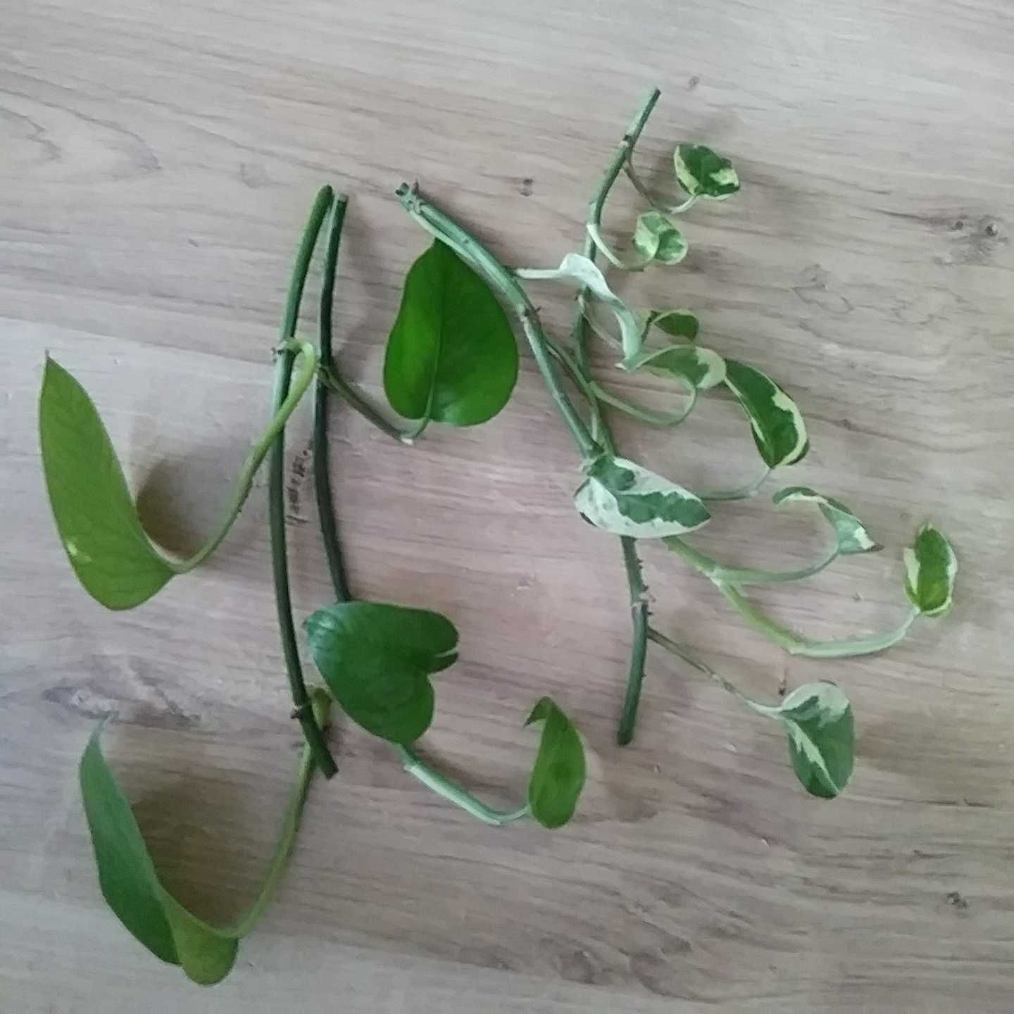 pnącze  Epipremnum Aureum 4m