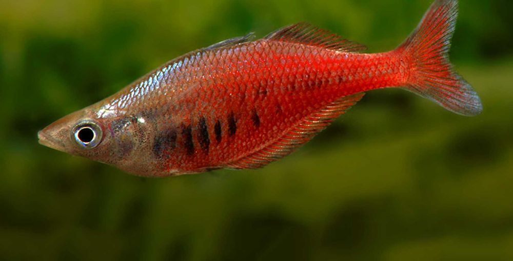 Tęczanka sentani - Chilatherina sentaniensis - dowozimy, wysyłamy