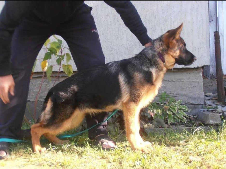 Дівчинка німецької вівчарки 6 міс КСУ