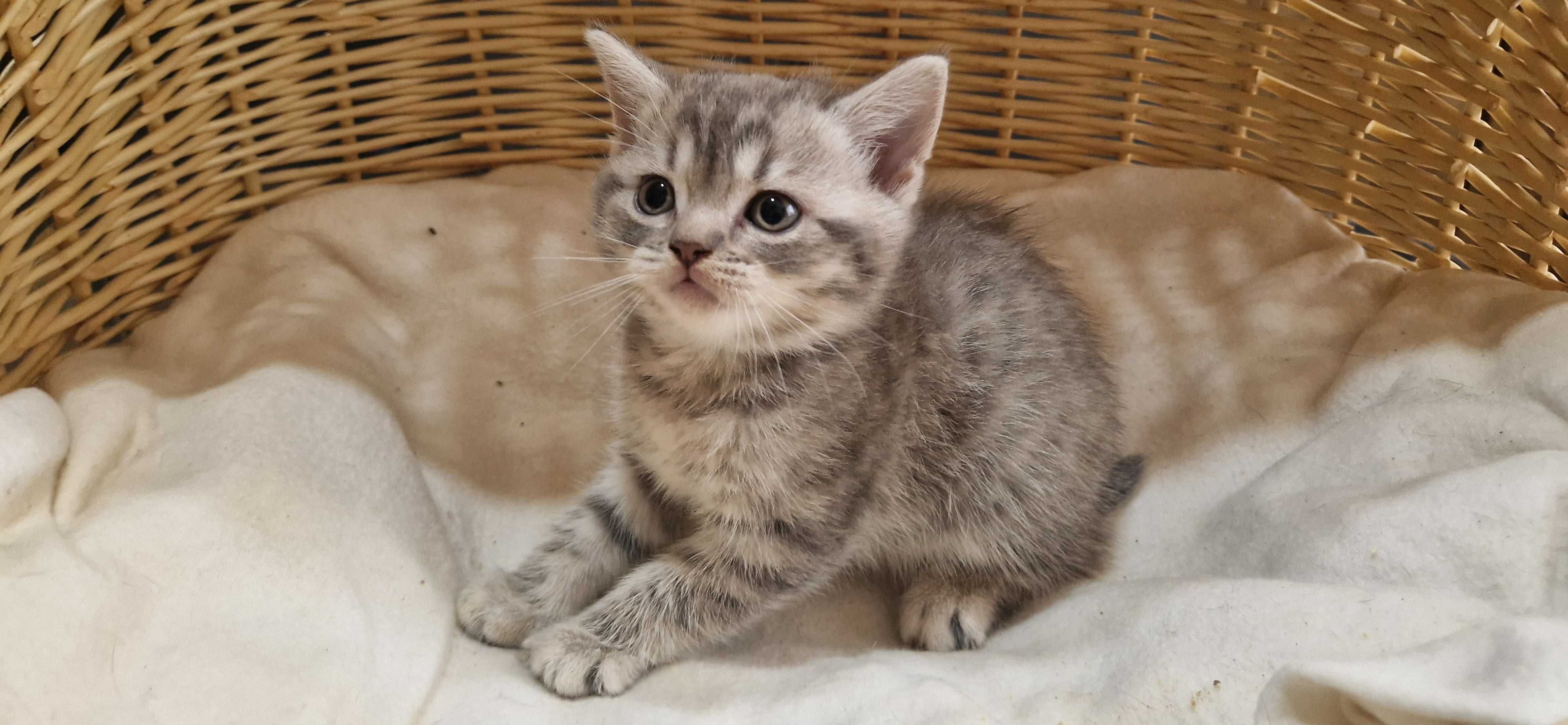 Kotka Szkocka zwisłoucha Silver Tabby
