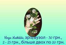 Продам хойї та дисхідію.