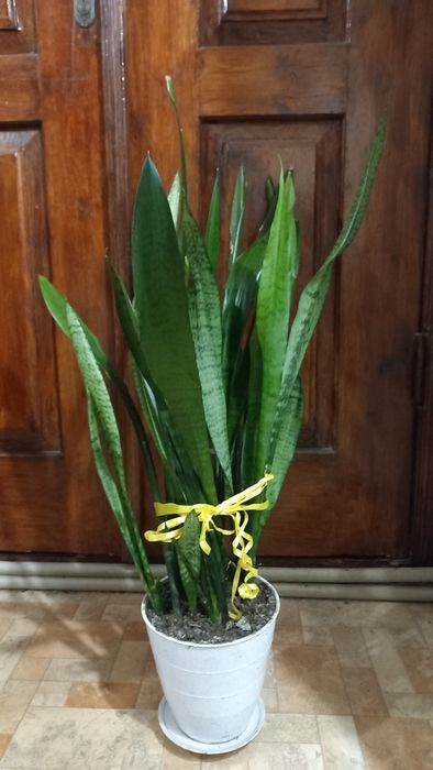 Сансивиерия, Лауренти,Сансівієрія Стаки