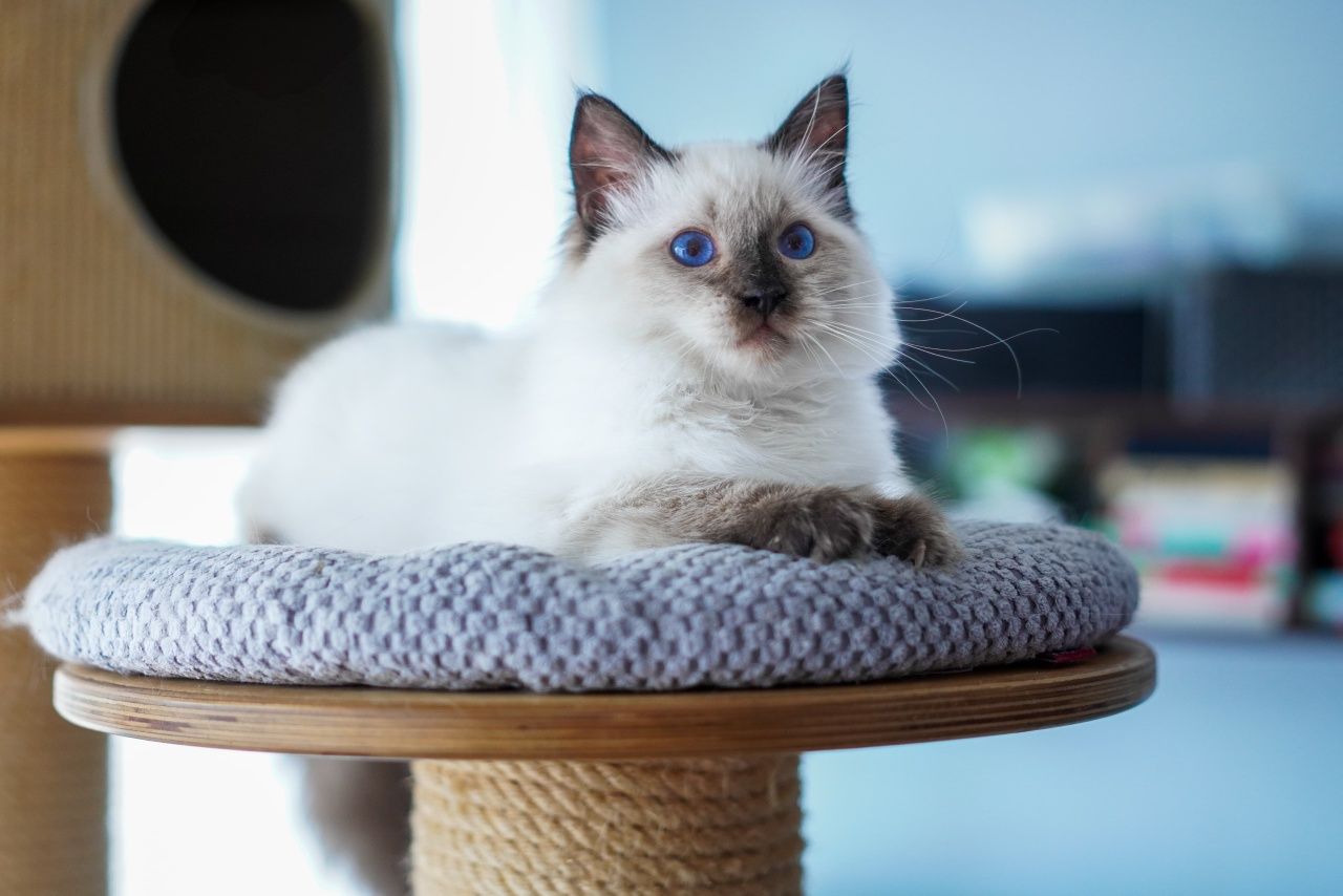 Kotka ragdoll gotowa do odbioru