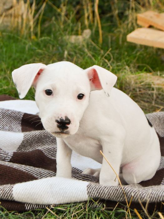 Щенки амстафф цуценята амстафф