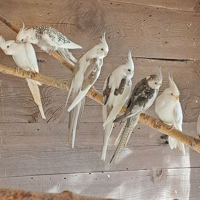 Sprzedam papugi nimfy