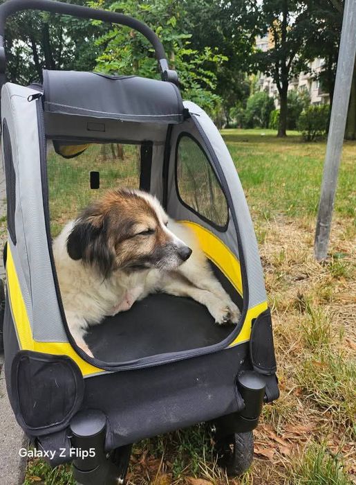 Wózek dla psa  - do 40kg.