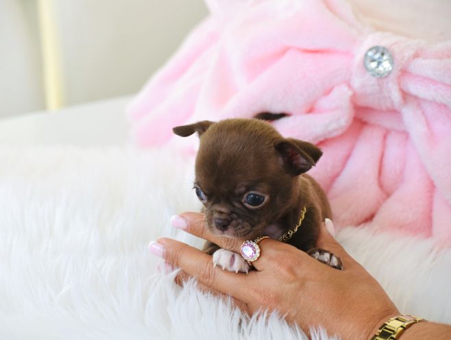 Cudna Mini XXXS Czekoladowa Suczka Chihuahua
