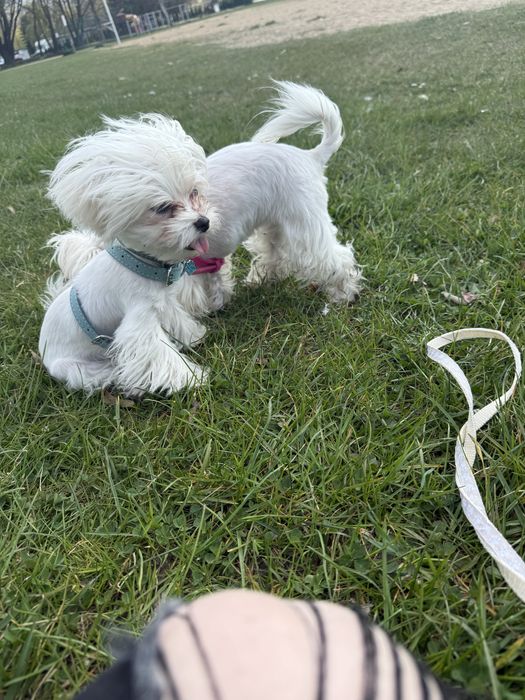 2 mikro maltanczyki Parka