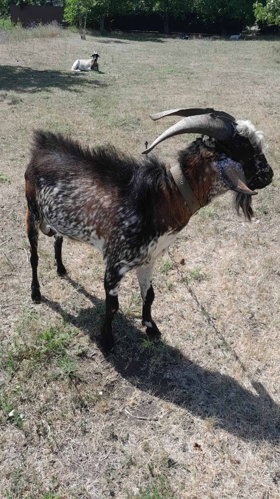 Продам коз и козла