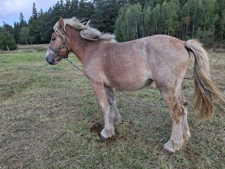 Sprzedam zrebicę zimnokrwistą