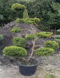 Jałowiec Juniperus formowany bonsai