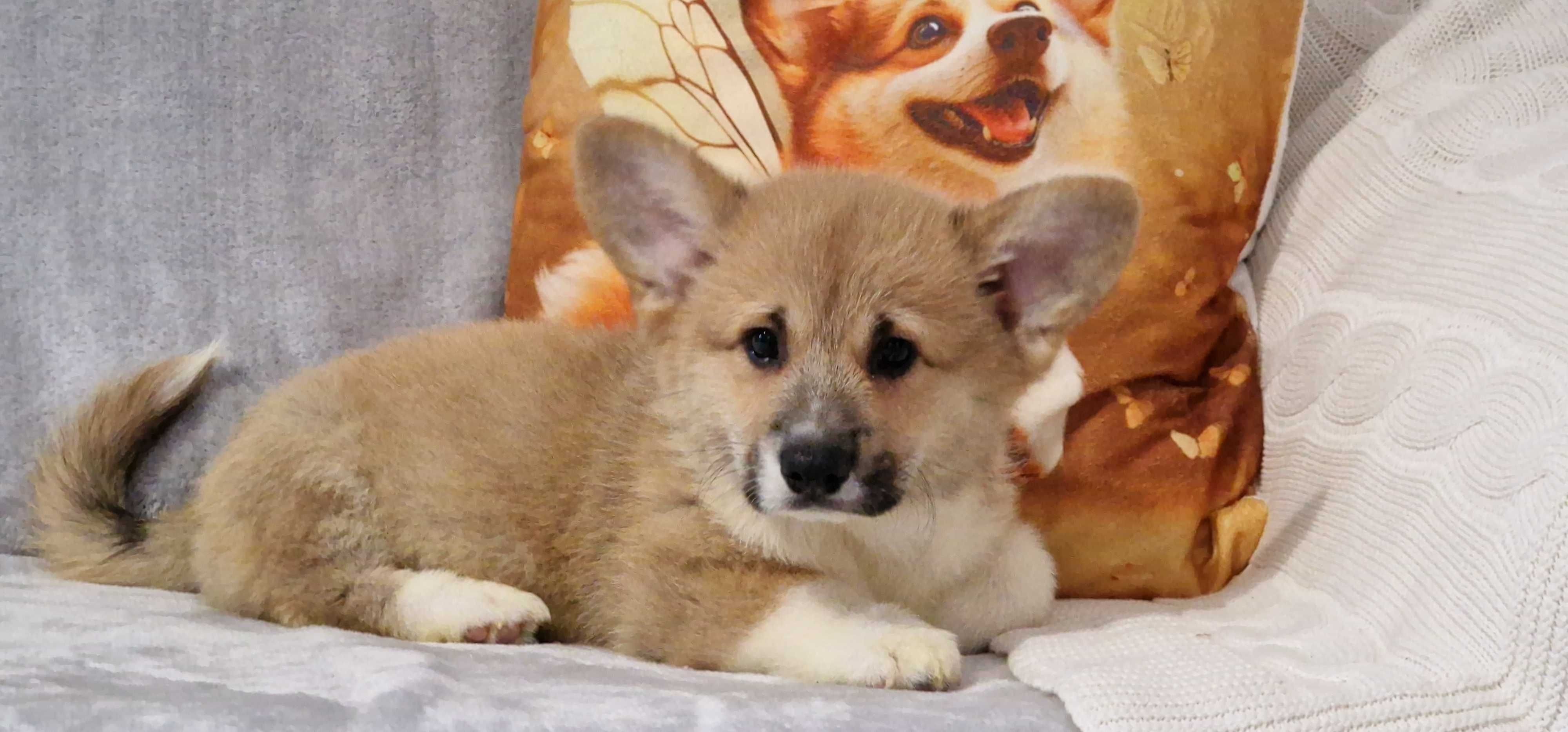 Welsh Corgi Pembroke, piesek z długim ogonkiem