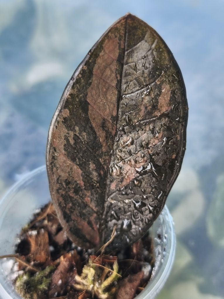 Заміокулькас варієгатний zamioculcas Black variegata