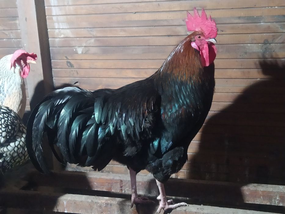 Koguty rasowe zmienią kurnik