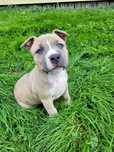 Amstaff Piękna Suczka American StaffordshireTerrier