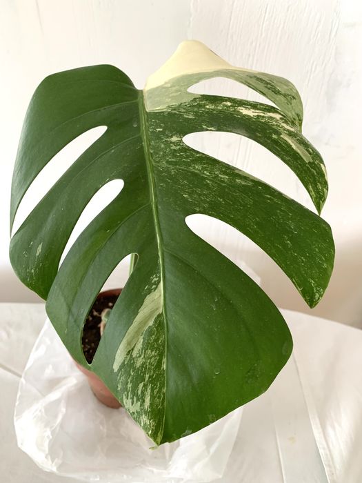Монстера вариегатная,