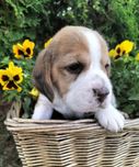 Szczeniak rasy Beagle