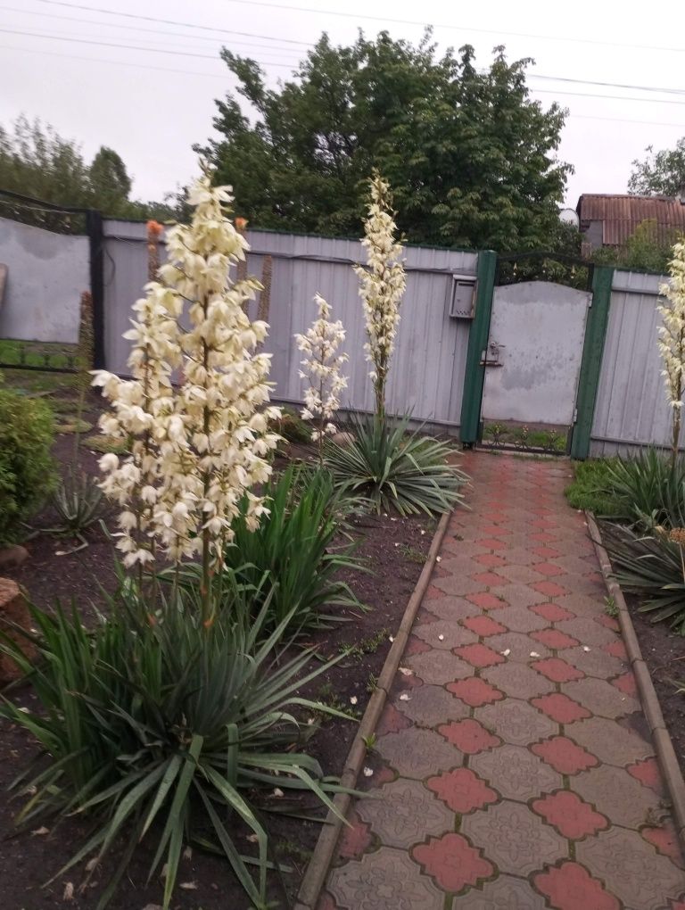 Продам дом со всеми удобствами