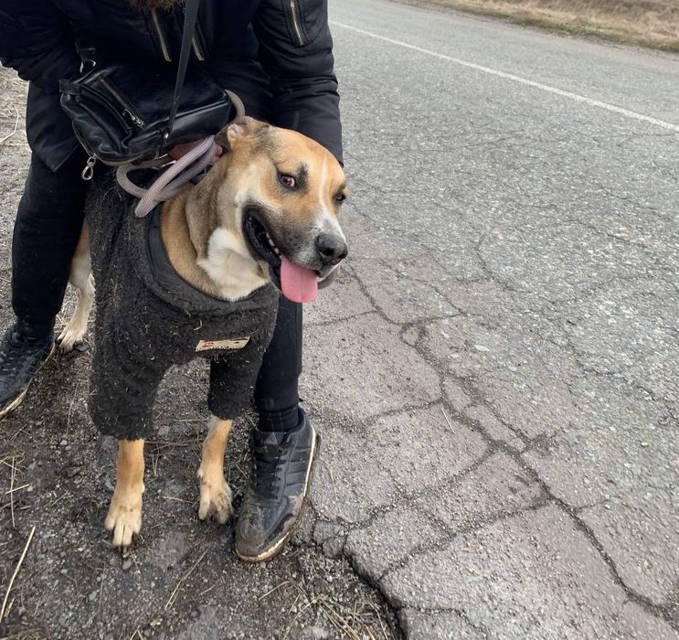 Віддаємо песика !